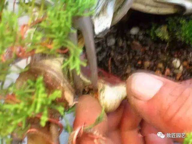 三分钟教您学会微型盆景造型制作