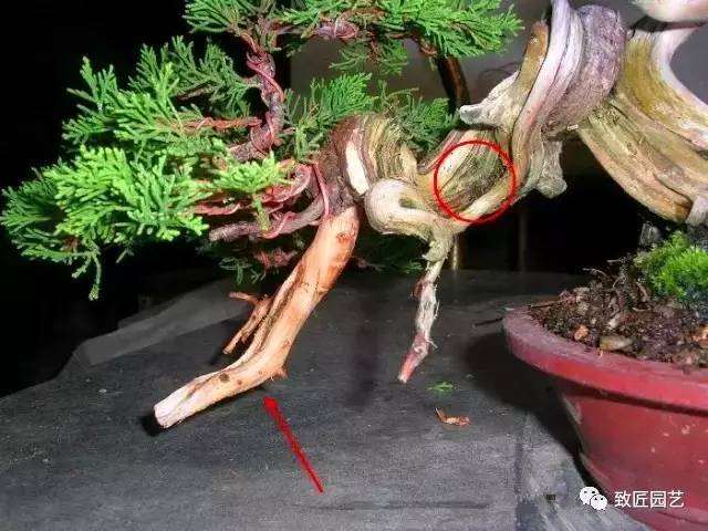 三分钟教您学会微型盆景造型制作