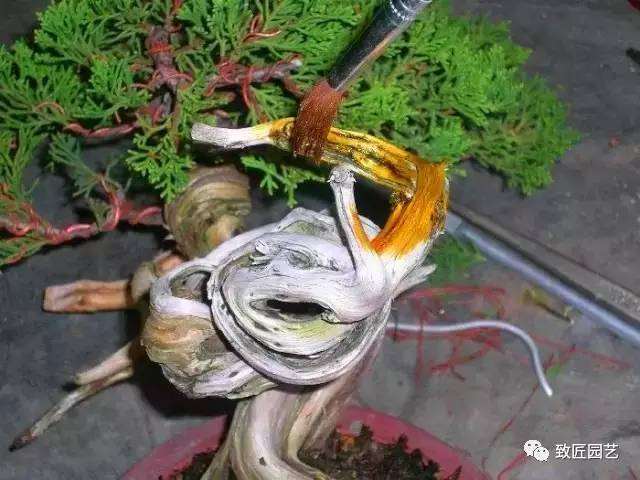 三分钟教您学会微型盆景造型制作