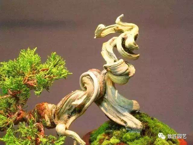 三分钟教您学会微型盆景造型制作