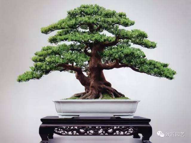 如何缩短盆景成型时间?