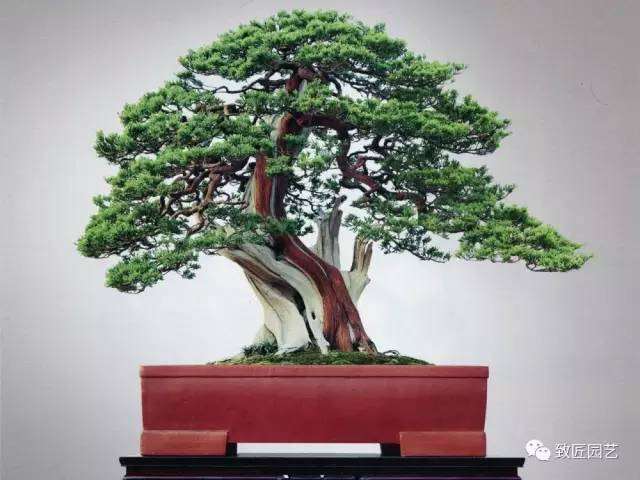 如何缩短盆景成型时间?