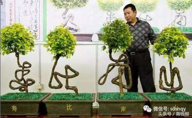 教你如何制作草书盆景  图片