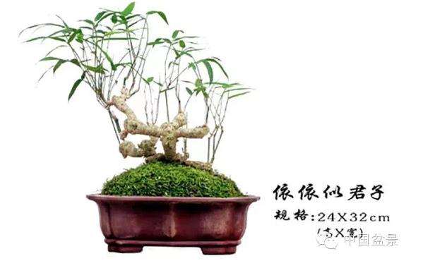 在自家居室里放置微型竹子盆景 情景想必是十分的赏心悦目