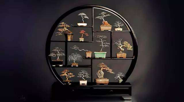 这老外把盆景玩的，火了!