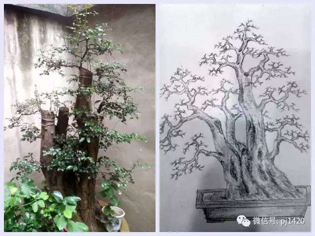 图解 盆景设计图 怎么样