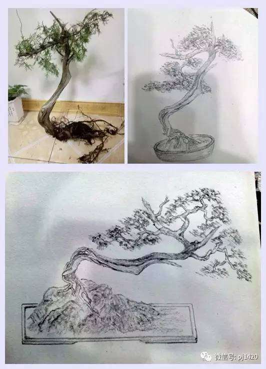 图解 盆景设计图 怎么样