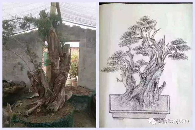 图解 盆景设计图 怎么样