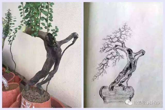 图解 盆景设计图 怎么样