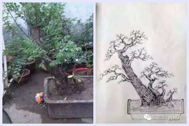 图解 盆景设计图 怎么样