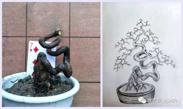 图解 盆景设计图 怎么样