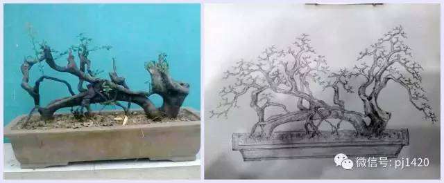 图解 盆景设计图 怎么样