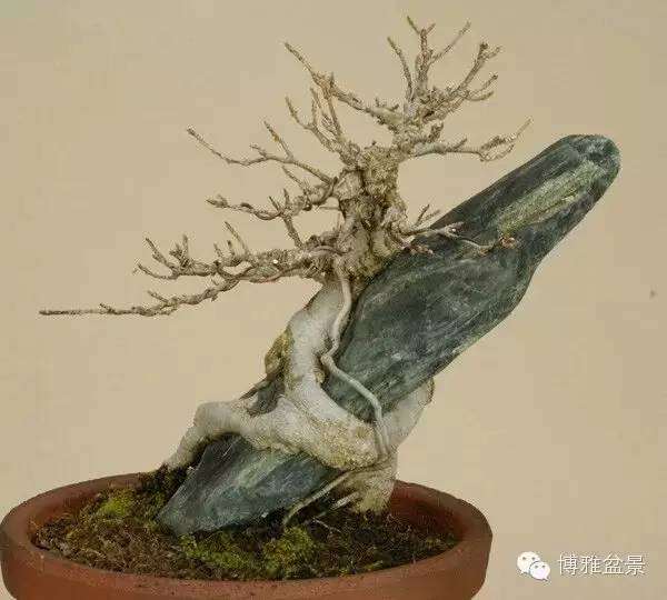 附石盆景是以石为主,树木依附在石头上生长【图】