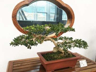 花都会展示的造型像云似龙的黄杨盆景。