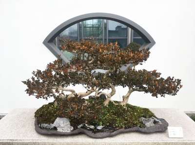 盆景大师花费30年制作的黄杨盆景，直至退休还没能看到它成品。