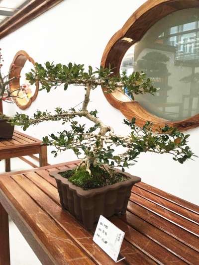 瓜子黄杨盆景