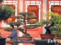 老河口市园林办协助弘扬盆景赏石文化