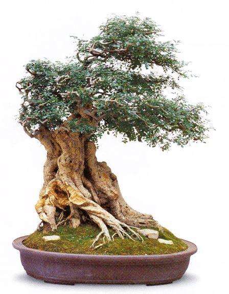 如皋盆景摘得世界园博会特别奖