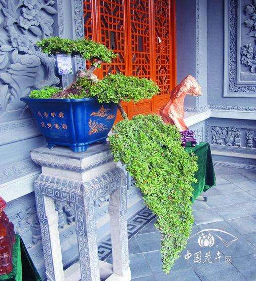 仅西宁地区有数百年的盆景达2.3万盆 却没有专门的规划用地