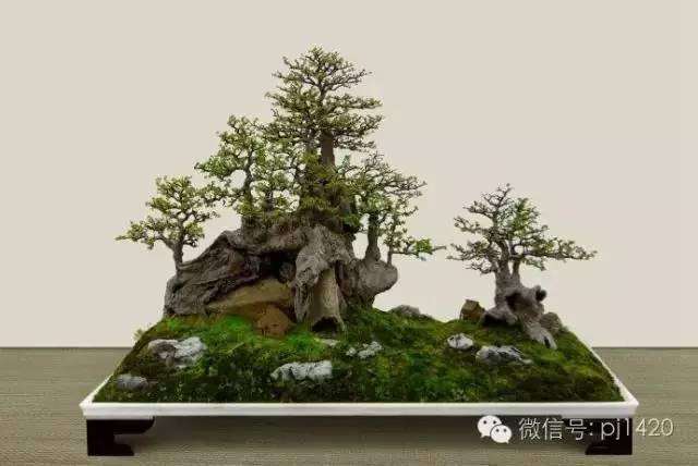 石树连成一体的一种盆景造型艺术 图片