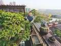 泰州市民打造楼顶盆景园 图片