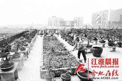 这134个盆景就像是我的134个孩子 图片