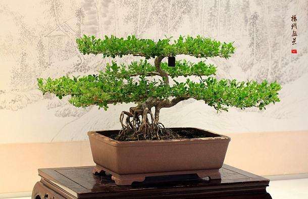 &ldquo;师带徒&rdquo;模式将扬派盆景行业发扬光大 