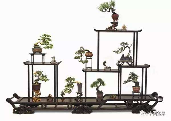 回顾第二届长三角地区盆景精品展之微型组合