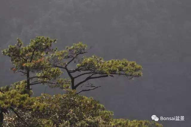 做盆景是很残酷的事 要剪要锯要拉要盘