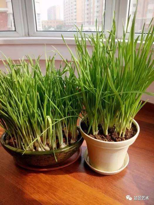 巧用蒜苗做盆景【图】