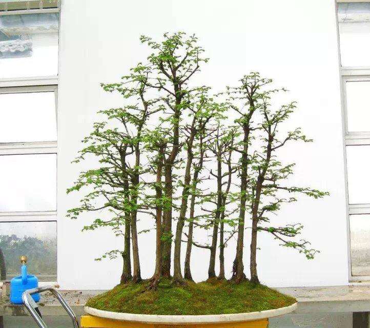 水杉盆景的养护