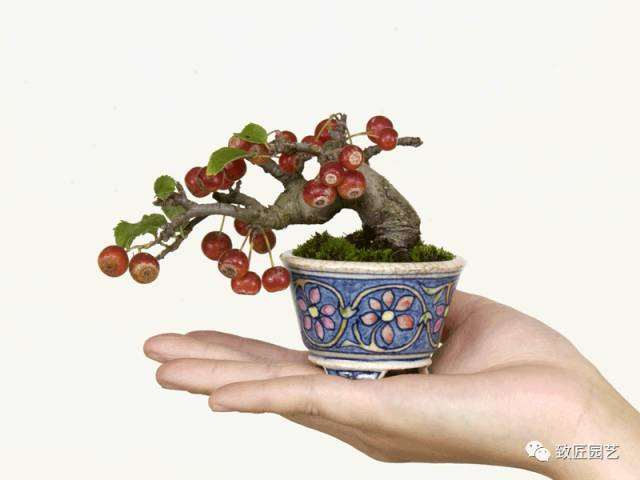 如何养好家庭微型盆景及养护管理?
