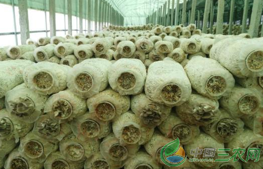 80后小伙蘑菇种植 培育出了盆景蘑菇 图片