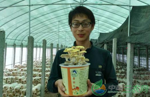 ““80后”小伙蘑菇种植