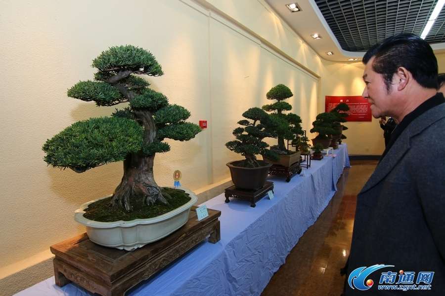 南通盆景展在市文化宫展出 展期截至初六