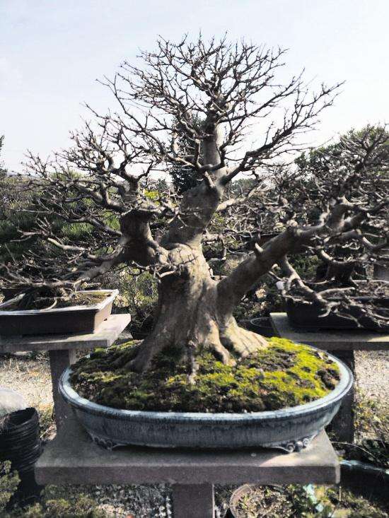 盆景圈里他的新品成大师们的&ldquo;心头宝&rdquo; 