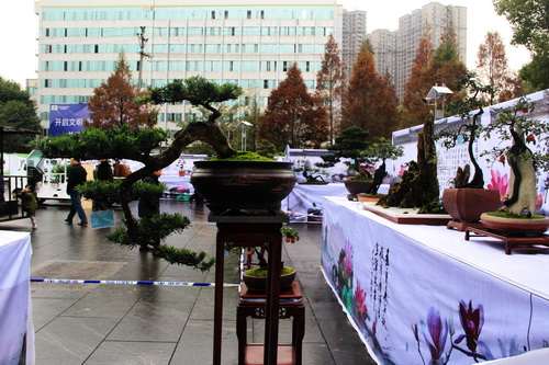 2016合川区首届鳄鱼谷杯盆景展 图片