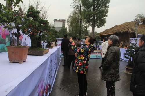 2016合川区首届鳄鱼谷杯盆景展 图片