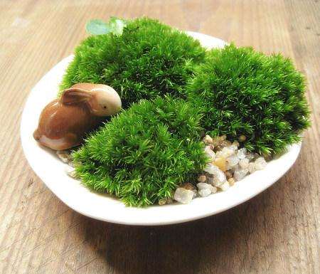 绿意朦胧的青苔微盆景深受不少盆栽族青睐