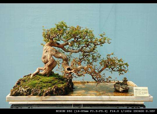 杭州超山盆景艺术博物馆开馆