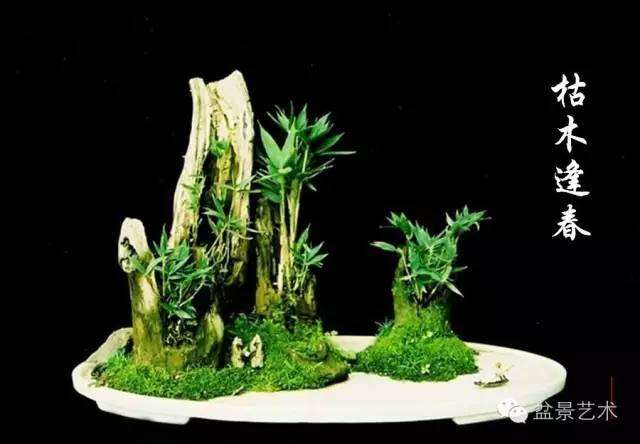 盆景文化之传统竹文化【图】