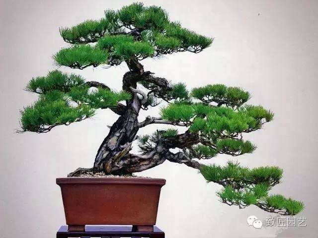 盆栽的基础知识---盆栽的种类