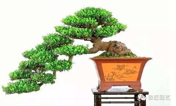 盆栽的基础知识---浇水【图】