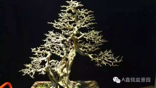 盆景制作八大要点