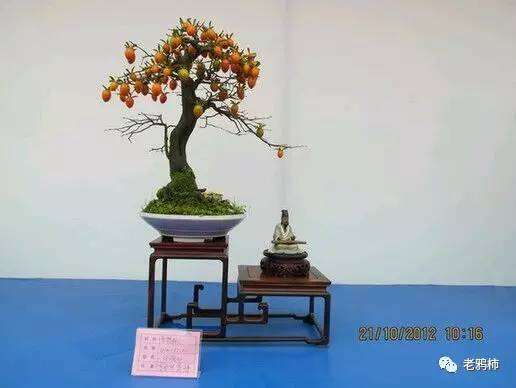 盆景类植物的一些生理知识