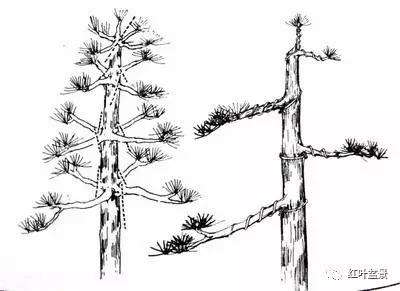 盆景修剪基础:定位剪、缩枝剪、疏枝剪