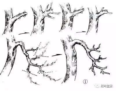 盆景修剪基础