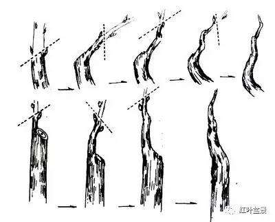 盆景修剪基础