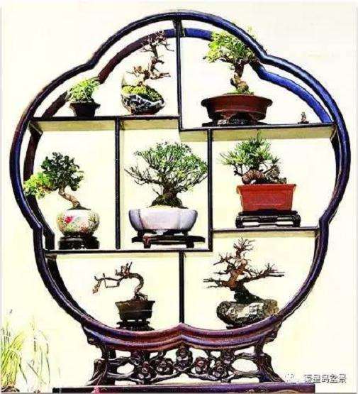小品盆景是盆景的重要品类之一