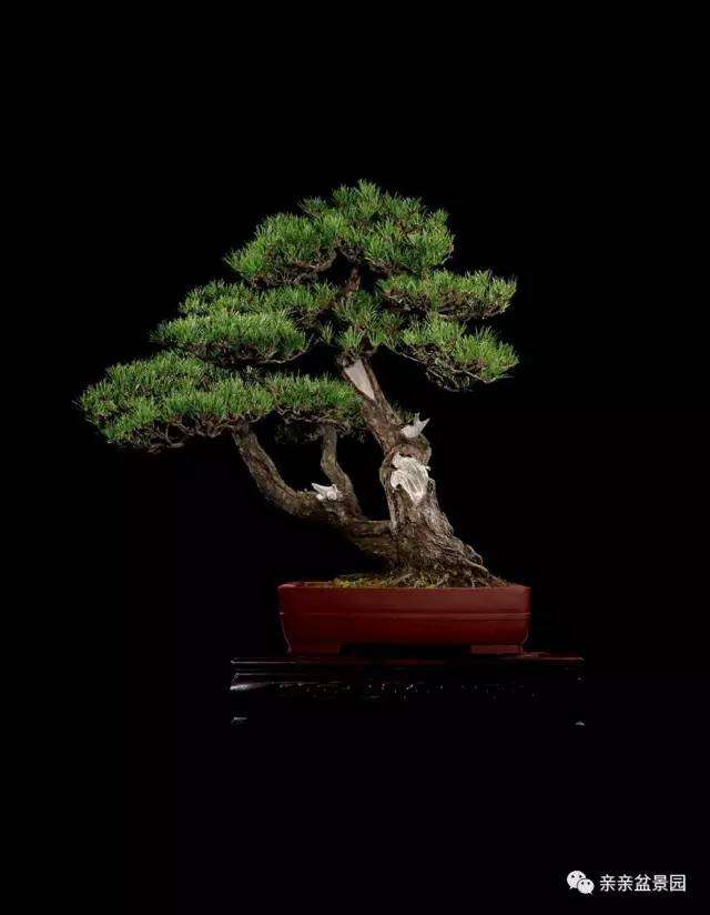 如何培植出姿态古朴雅美的黑松盆景呢？